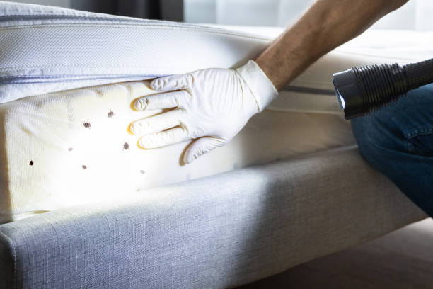 Best Best Pest Control Companies  in Talluh, LA