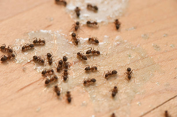 Best Pest Control Near Me  in Talluh, LA