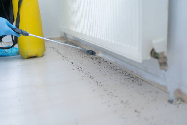  Talluh, LA Pest Control Pros
